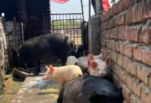 मर्सी फॉर एनिमल्स की मांग के बाद, उत्तराखंड सरकार ने फार्मों पर सूअरों को खाद्य अपशिष्ट खिलाने के खिलाफ राज्यव्यापी परामर्श जारी किया