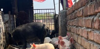 मर्सी फॉर एनिमल्स की मांग के बाद, उत्तराखंड सरकार ने फार्मों पर सूअरों को खाद्य अपशिष्ट खिलाने के खिलाफ राज्यव्यापी परामर्श जारी किया